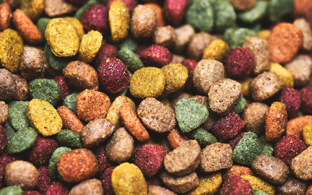 Grain free or grain in food?