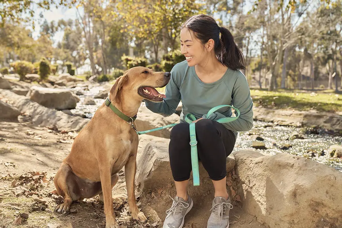 The Importance of Walking and Training Your Dog