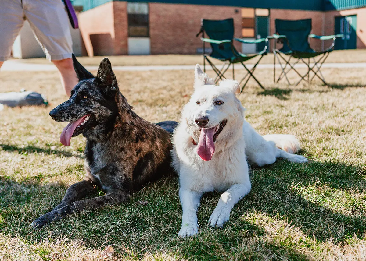 Unleash the Fun: The Importance of Outdoor Activity for Your Pet