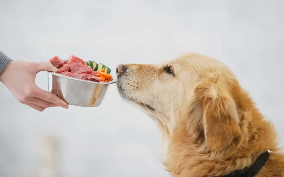 Unleash the Power of Nutrition: Why Healthy Pet Food is an Investment in Your Furry Friend’s Future