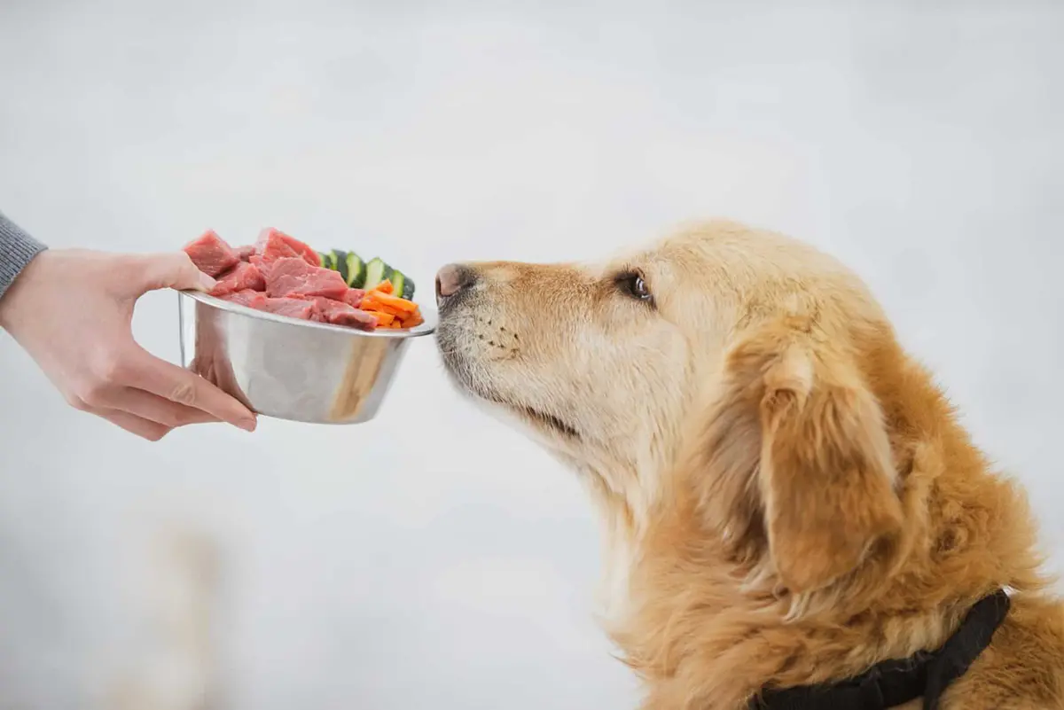 Unleash the Power of Nutrition: Why Healthy Pet Food is an Investment in Your Furry Friend’s Future