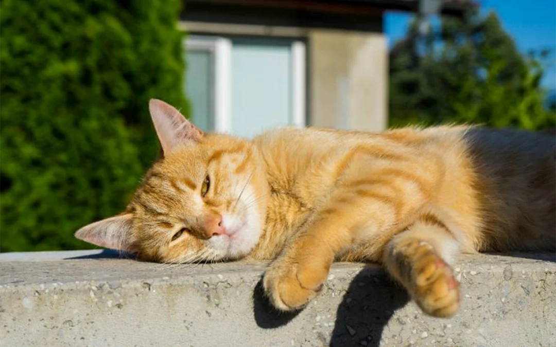 Cat Heatstroke and what you need to know