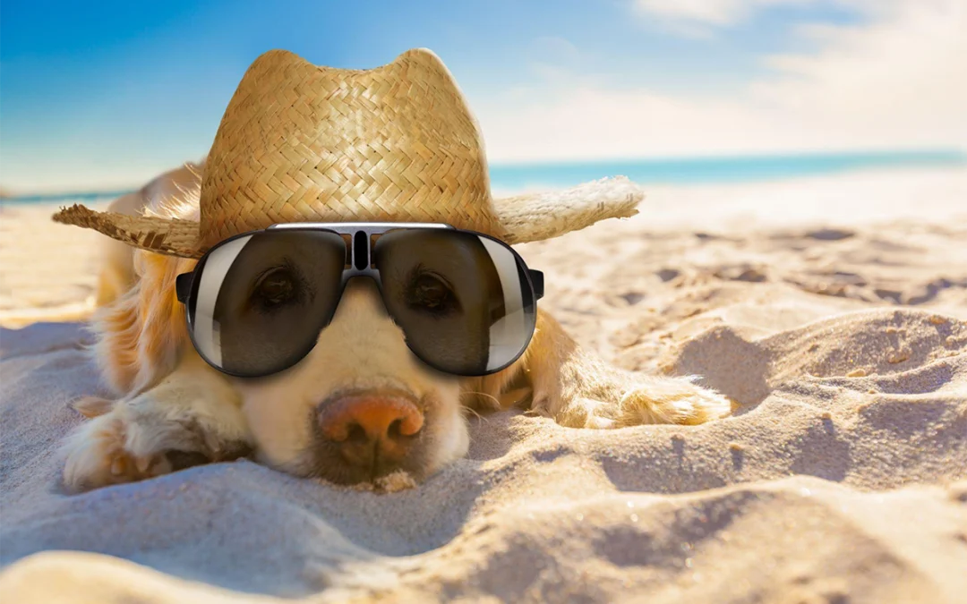 Surviving the Sizzle: Keeping Your Pets Safe in the Arizona Summer Heat