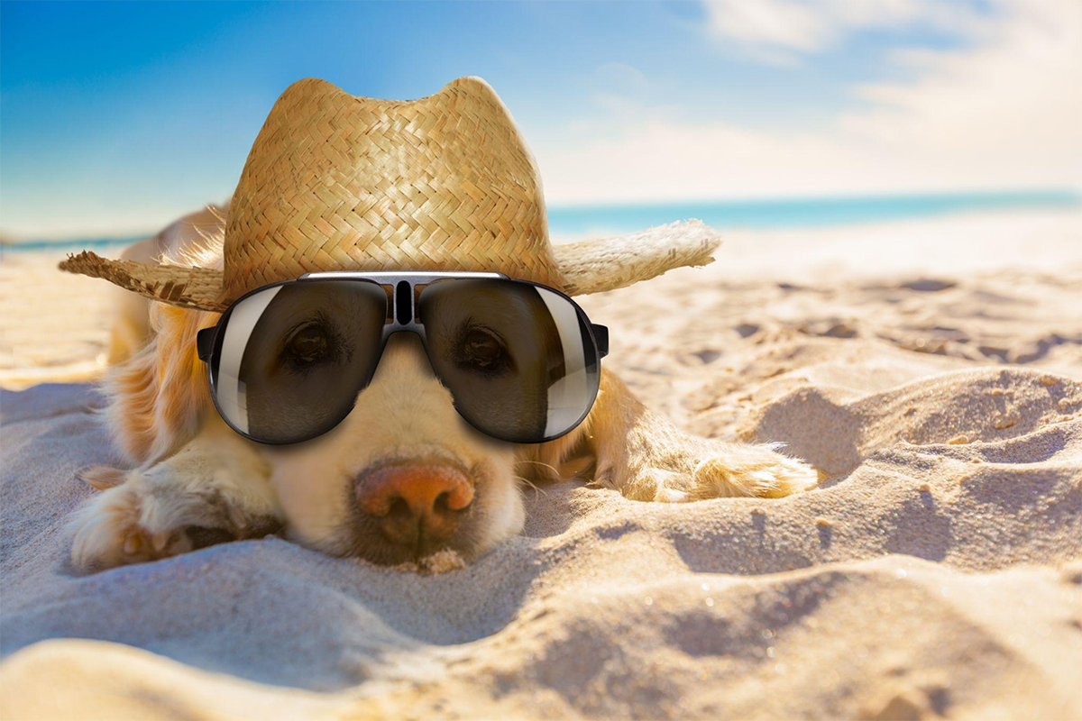 Surviving the Sizzle: Keeping Your Pets Safe in the Arizona Summer Heat