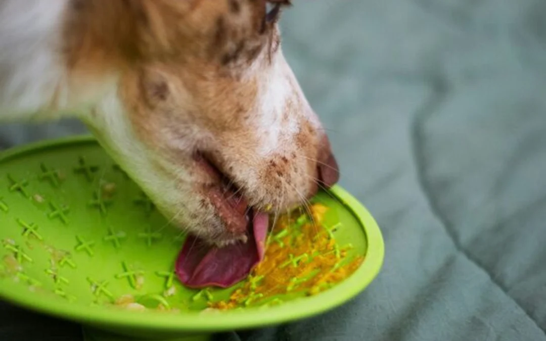 Food as a Soothing Paw: How Diet Can Help Your Anxious Dog