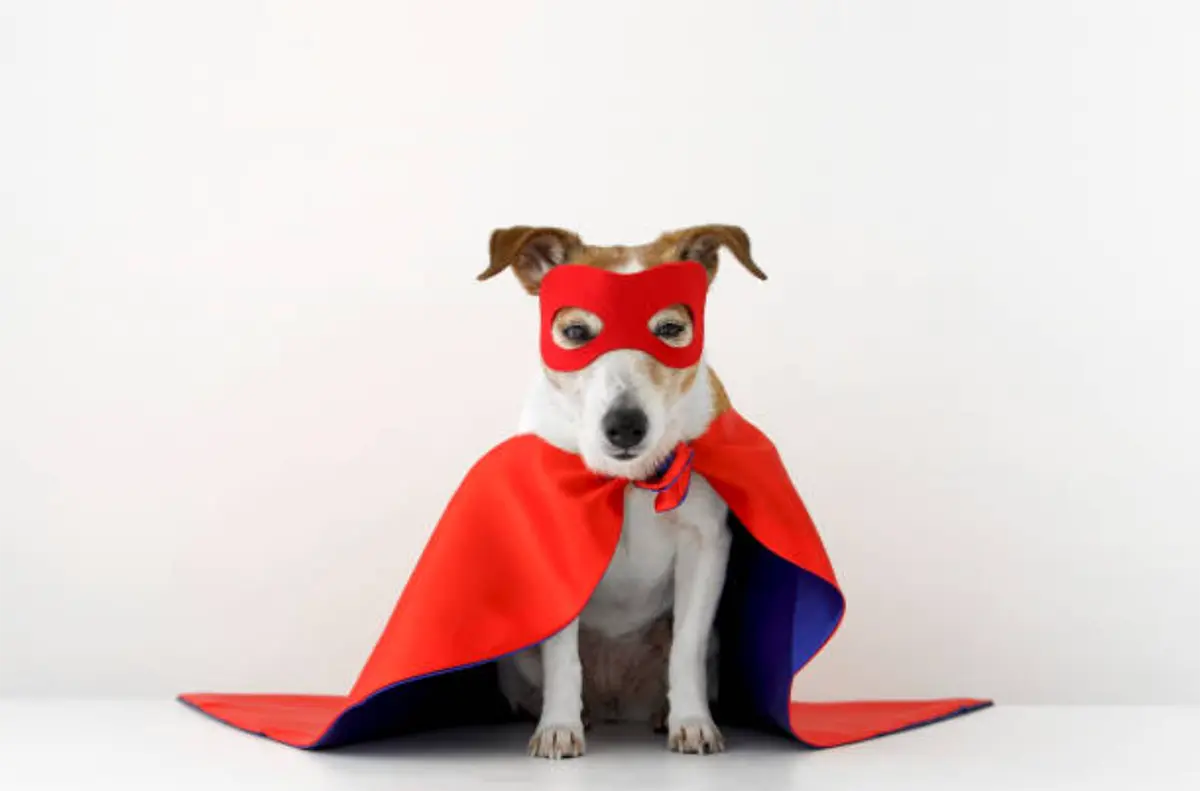 Service Dogs – Super Pups Behind the Mask: The Real Heroes Among Us