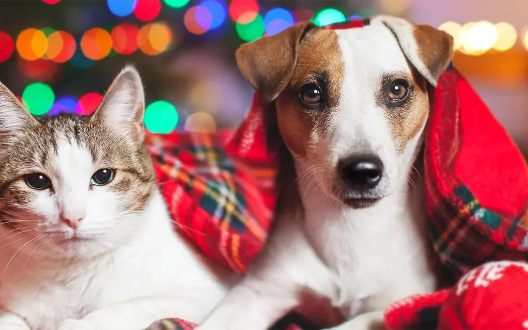 Christmas Safety Tips for Pets: Keeping the Holidays Merry & Bright