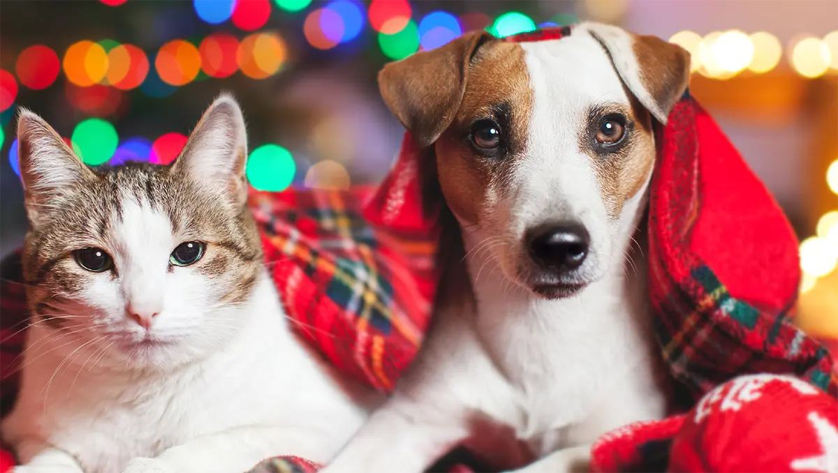 hooiday-pet-safety-tips-2025-biyd
