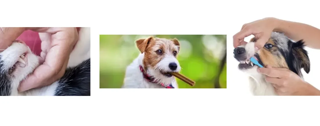 February Is National Pet Dental Health Month: Why Dental Care Matters