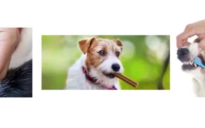 February Is National Pet Dental Health Month: Why Dental Care Matters