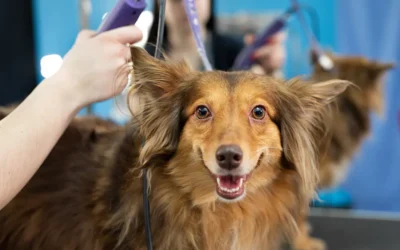 Why Regular Dog Grooming Is Important for Your Pet’s Health | Scottsdale, AZ and Phoenix, AZ