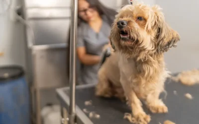 5 Signs Your Dog Is Overdue for Grooming | Scottsdale, AZ and Phoenix, AZ