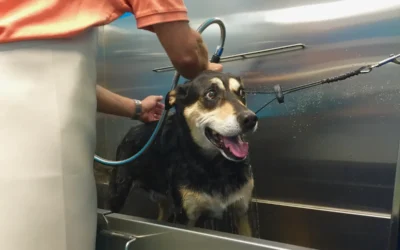Pet Self-Wash in Phoenix & Scottsdale: Easy, Stress-Free Baths for Your Furry Friend