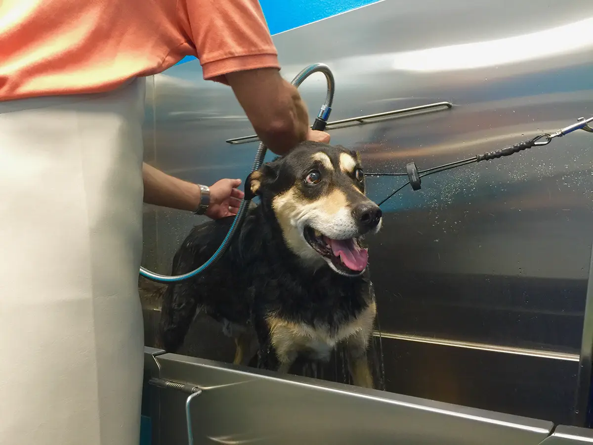 Pet Self-Wash in Phoenix & Scottsdale: Easy, Stress-Free Baths for Your Furry Friend