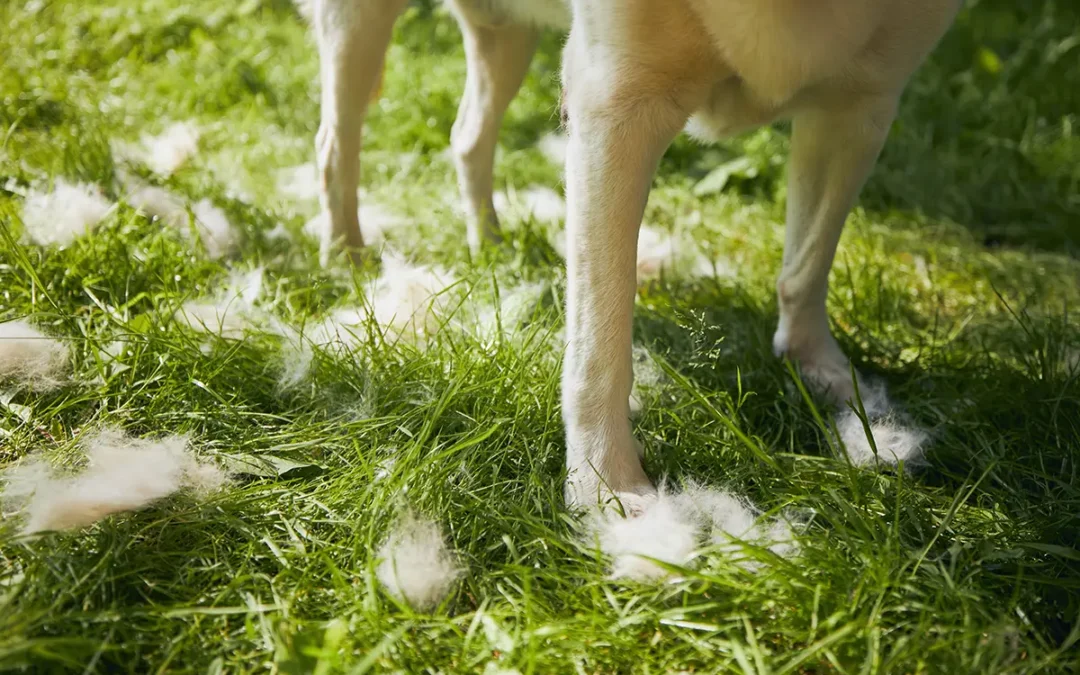 Shedding Season Survival Guide: Keep Your Dog (and Home) Fur-Free This Spring