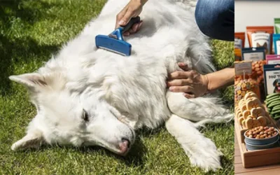 May Pet Care Guide: Fresh Starts, Healthy Habits & More Tail Wags in Phoenix & Scottsdale