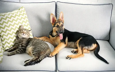 Keeping Your Pet Safe, Cool, and Happy During an Arizona Summer