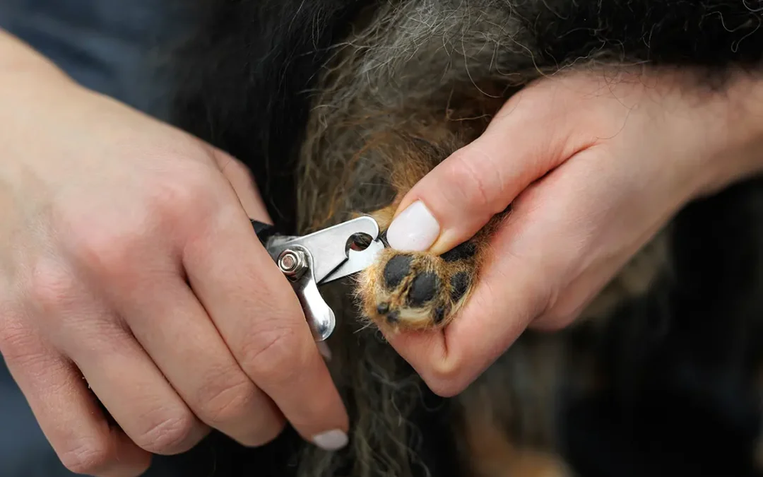 Fall Pet Care in Arizona: 7 Ways to Get Your Dog Ready for September