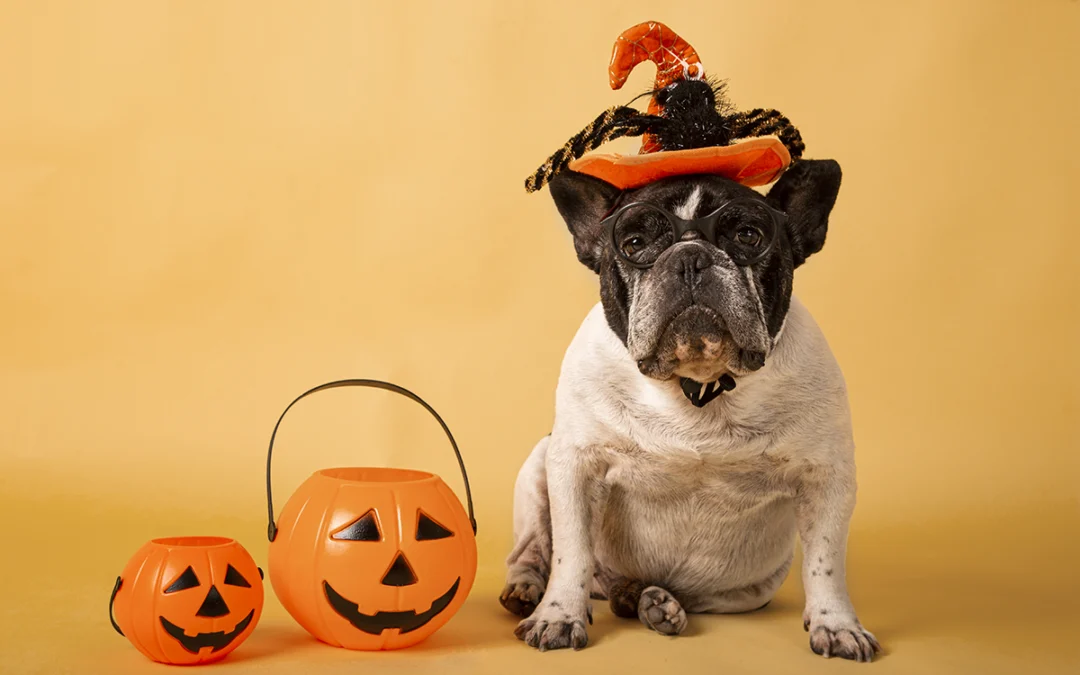 October Dog Care Guide: Grooming, Nutrition & Halloween Safety