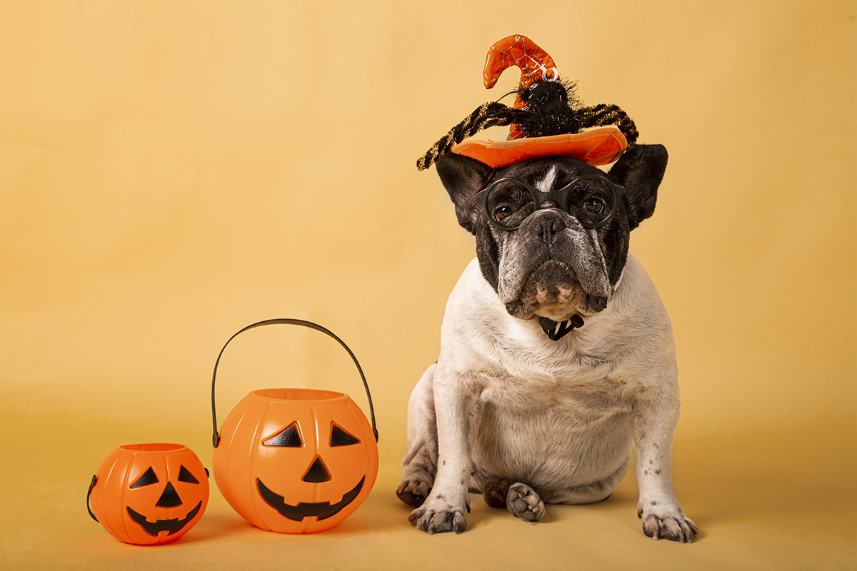 October Dog Care Guide: Grooming, Nutrition & Halloween Safety